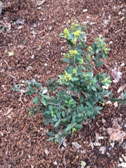 Frangula californica