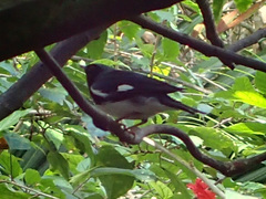 Setophaga caerulescens