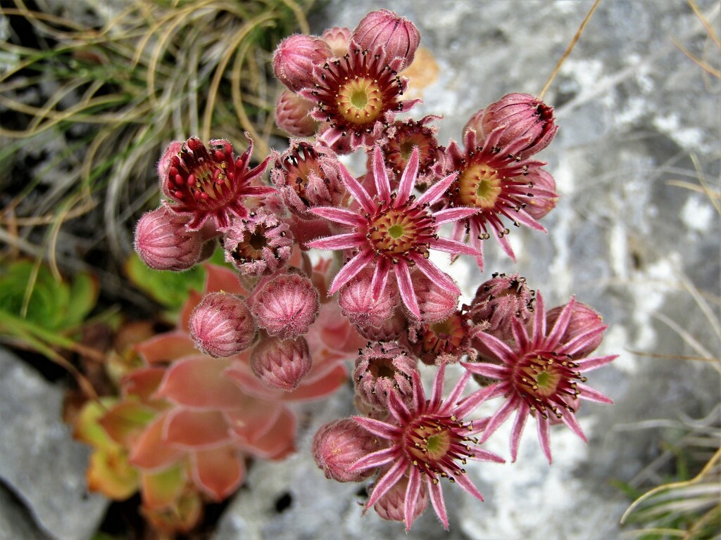 hen-and-chicks