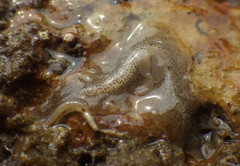 Enchiridium punctatum