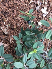 Frangula californica