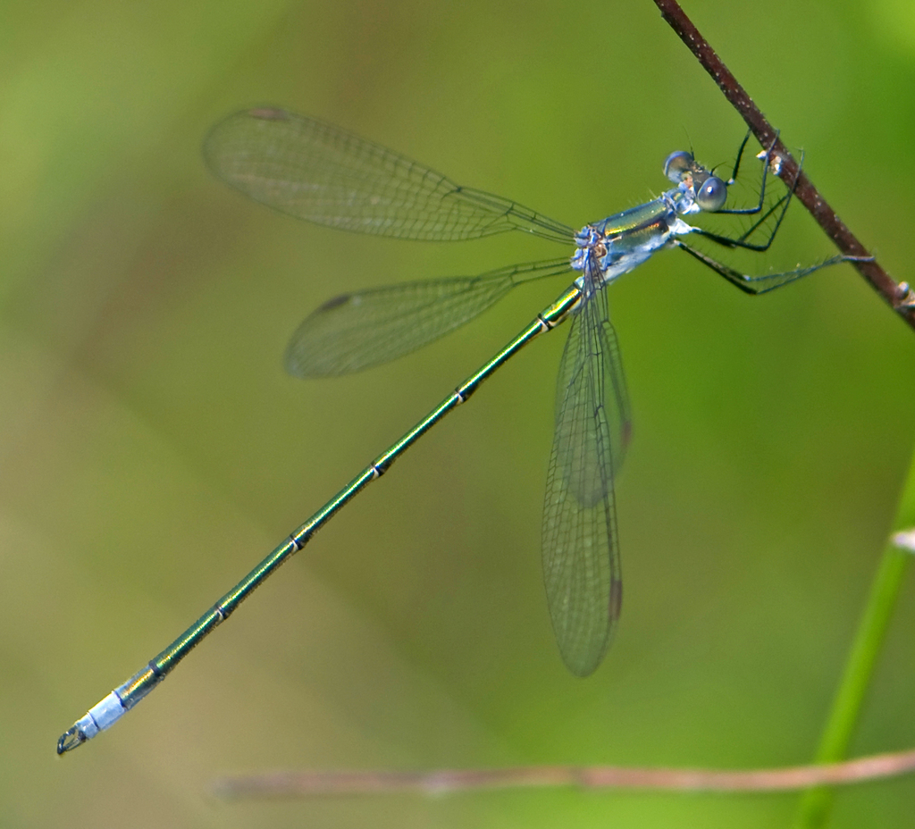 Swamp Spreadwing