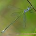Swamp Spreadwing - Photo (c) Denis Doucet, some rights reserved (CC BY-NC)