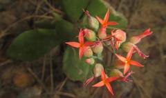 Kalanchoe rotundifolia