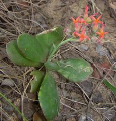 Kalanchoe rotundifolia