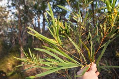 Acacia longifolia longifolia