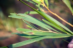 Acacia longifolia longifolia