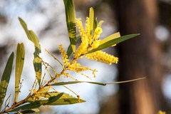 Acacia longifolia longifolia