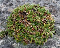 Oldenburgia paradoxa