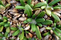 Oldenburgia paradoxa