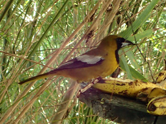 Icterus leucopteryx