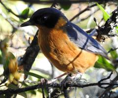 Cossypha dichroa dichroa