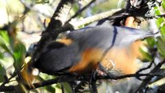 Cossypha dichroa dichroa