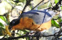 Cossypha dichroa dichroa