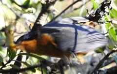 Cossypha dichroa dichroa