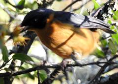 Cossypha dichroa dichroa