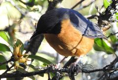 Cossypha dichroa dichroa