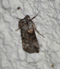 Abrostola microvalis