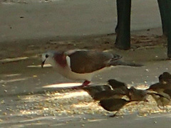 Leptotila jamaicensis