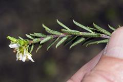 Diosma aspalathoides