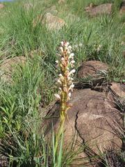 Satyrium cristatum cristatum