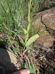 Satyrium cristatum cristatum