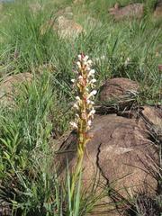 Satyrium cristatum cristatum