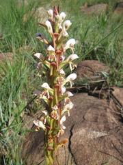 Satyrium cristatum cristatum