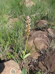 Satyrium cristatum cristatum