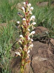 Satyrium cristatum cristatum
