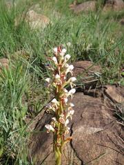 Satyrium cristatum cristatum