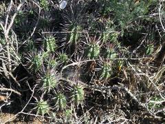 Euphorbia ferox