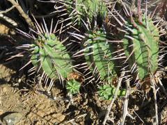 Euphorbia ferox
