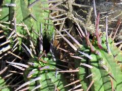 Euphorbia ferox