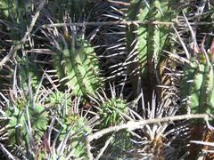 Euphorbia ferox