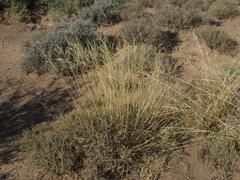 Aristida diffusa burkei