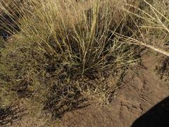 Aristida diffusa burkei
