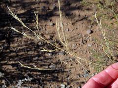 Aristida diffusa burkei