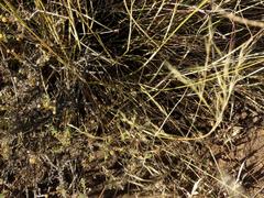 Aristida diffusa burkei