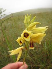 Eulophia welwitschii