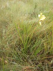 Eulophia welwitschii