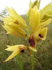 Eulophia welwitschii