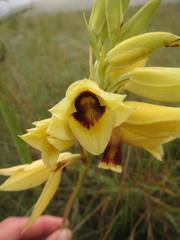 Eulophia welwitschii