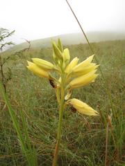 Eulophia welwitschii