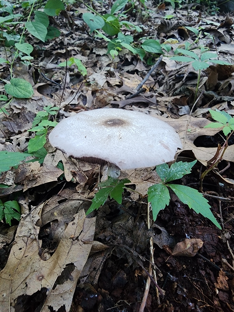 inky mushroom from Thurston, Ann Arbor, MI, USA on August 16, 2023 at