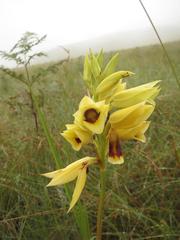 Eulophia welwitschii