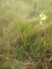 Eulophia welwitschii