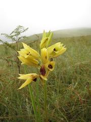 Eulophia welwitschii