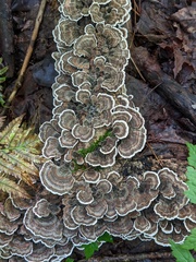 Trametes versicolor image