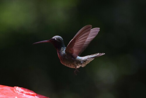 Black-chinned × Broad-billed Hummingbird photographed in Arizona